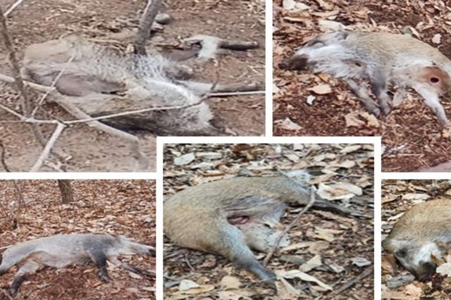 [ASF] 15일 만에 화천서 감염멧돼지 5마리 추가