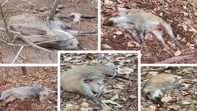 [ASF] 15일 만에 화천서 감염멧돼지 5마리 추가