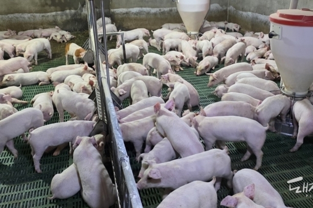 육류협회, 12월 돈가 전망 100원 상향…“ASF 여파 반영해 5,700~5,900원"