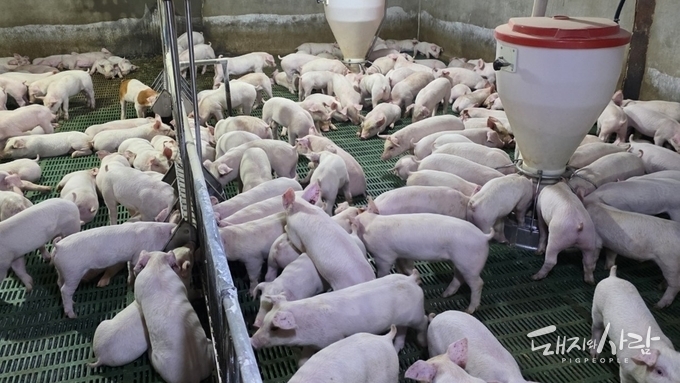 육류협회, 12월 돈가 전망 100원 상향…“ASF 여파 반영해 5,700~5,900원"