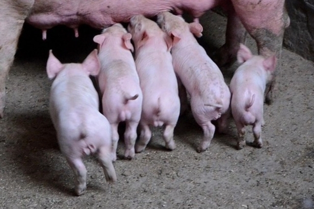 [초록] 돼지의 거세 전략이 사료 섭취에 따른 탄소발자국과 질소·인 이용 효율에 미치는 중요성