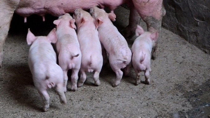 [초록] 돼지의 거세 전략이 사료 섭취에 따른 탄소발자국과 질소·인 이용 효율에 미치는 중요성