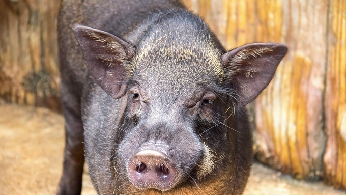 [초록] 한국 야생멧돼지 개체군 대상 PRRS 감염 관련 조사