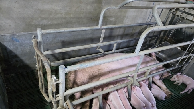 [초록] PRRS가 돼지 생산의 환경 영향에 미치는 효과: 생애주기 평가 연구