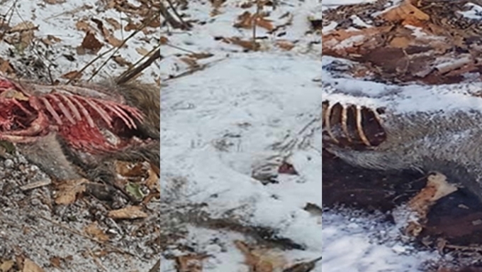 [ASF] 화천서 또 ASF 감염멧돼지 3마리 추가...이달만 13마리째