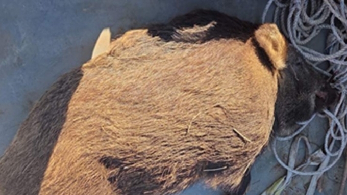 [ASF] 감염멧돼지 새해에도 확산 양상....제천 7개월 만 ‘재등장’