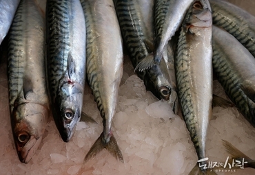 기후변화·자원관리 강화…수산물 ‘출렁’, 단백질 지형 바뀔까