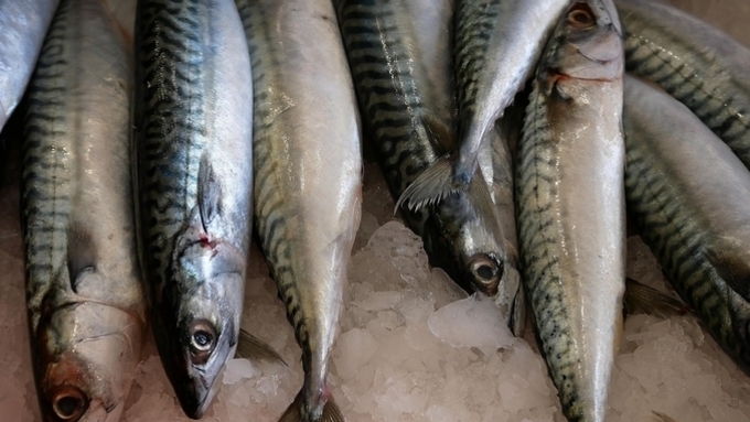 기후변화·자원관리 강화…수산물 ‘출렁’, 단백질 지형 바뀔까