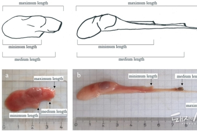 [초록] 새끼돼지 거세 시 정삭을 뜯는 방식이 유발하는 충격과 복지 결과