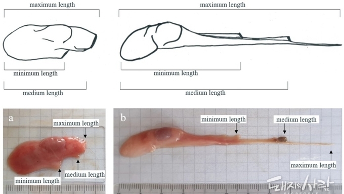[초록] 새끼돼지 거세 시 정삭을 뜯는 방식이 유발하는 충격과 복지 결과