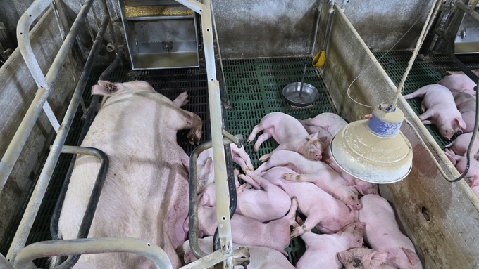 [전광판] '26년 2주차(1.4-8) 도매가격 5,261원...전주대비 -57원, 전년대비 +118원