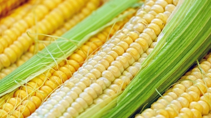 옥수수 가격 강세에 세계곡물가격지수 2개월 연속 상승