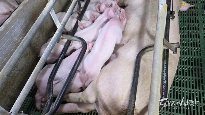 덴마크, 새해 첫 날 "분만틀 분만 전후 최소 사용" 행정명령