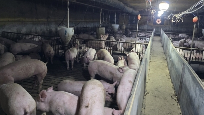 [한 주간의 돈가] 코스피와 반대로 가는 돈가, 6주 연속 하락장