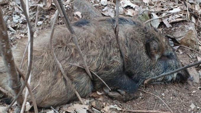 [ASF] 충주 소태면 야산서 ASF 감염멧돼지 폐사체 발견...이달 10번째