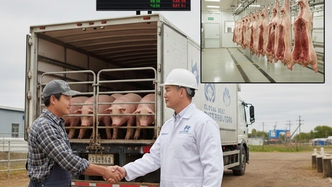 정부, 돼지값 시장 왜곡 없앤다... 거래가격 상시 조사하고 유통법으로 제도화
