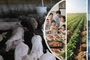 [칼럼] 한돈산업은 '먹거리산업'이 아니라 '에너지산업'이다