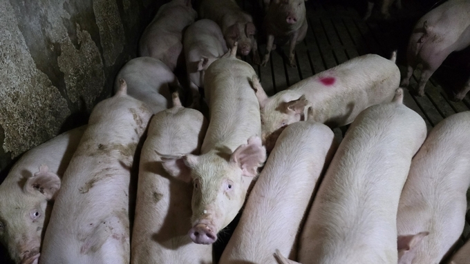 [한 주간의 돈가] 7주 연속 하락...5천원대 턱걸이