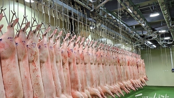 검역본부, 설 명절 대비 3주간 도축장 위생관리 특별점검