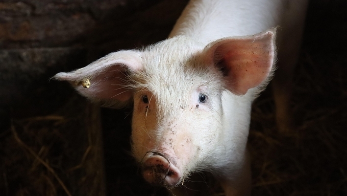 [초록] 돼지에서 비침습적 바이오마커로서 타액 miRNA의 잠재력 탐색