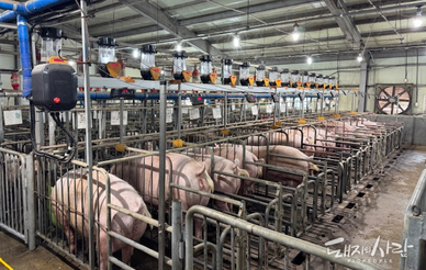 농진청, ‘AI 모돈 임신진단 자동화’ 신규 도입…양돈 현장기술 보급 확대