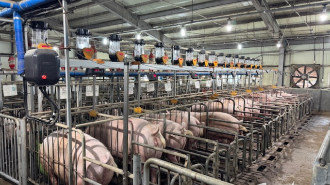 농진청, ‘AI 모돈 임신진단 자동화’ 신규 도입…양돈 현장기술 보급 확대