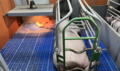 [다비퀸] 프랑스 현장에서 본 양돈산업의 현재와 미래 - 데이터·동물복지·자동화를 중심으로