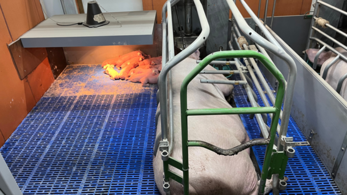 [다비퀸] 프랑스 현장에서 본 양돈산업의 현재와 미래 - 데이터·동물복지·자동화를 중심으로