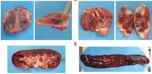 [초록] 한국 내 병원성이 높은 PRRSV-2 변이주의 전국적 출현 및 확산