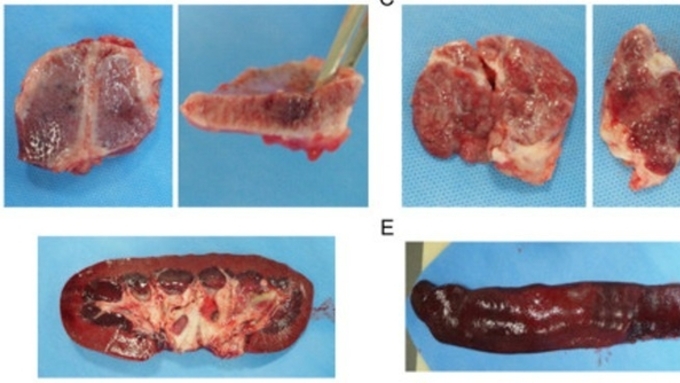 [초록] 한국 내 병원성이 높은 PRRSV-2 변이주의 전국적 출현 및 확산