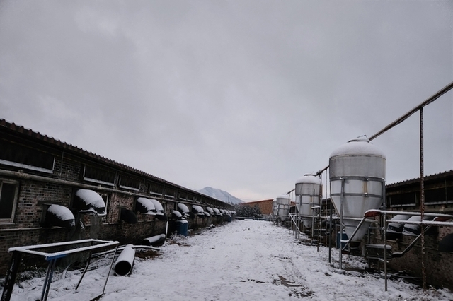 초미의 3개 지역 동시 ASF 이동제한, 설 앞두고 돼지가격 요동치나