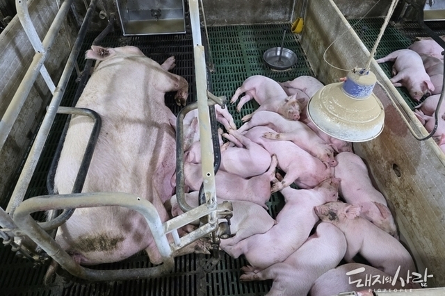 모돈 면역이 먼저다(2): 써코바이러스, 간과되어 온 3가지 진실