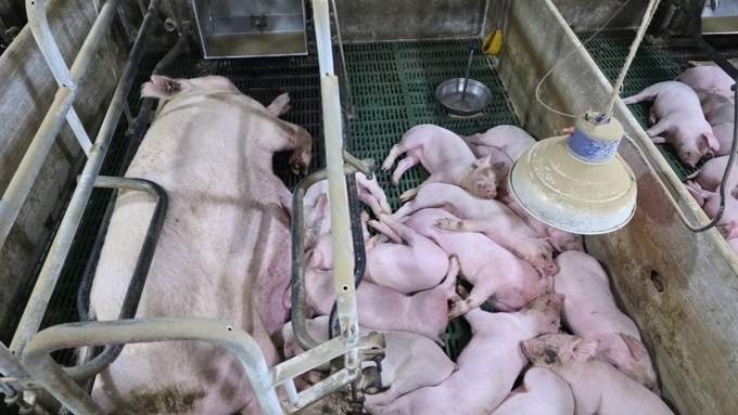 모돈 면역이 먼저다(2): 써코바이러스, 간과되어 온 3가지 진실