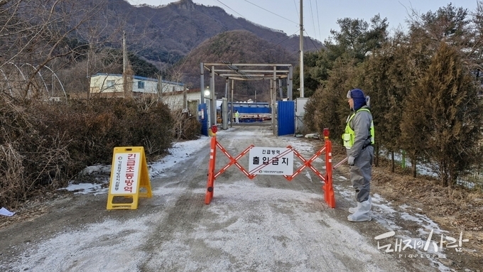 이틀 연속 ASF 발생한 경기도 "작은 방역 소홀로 치명적인 결과"