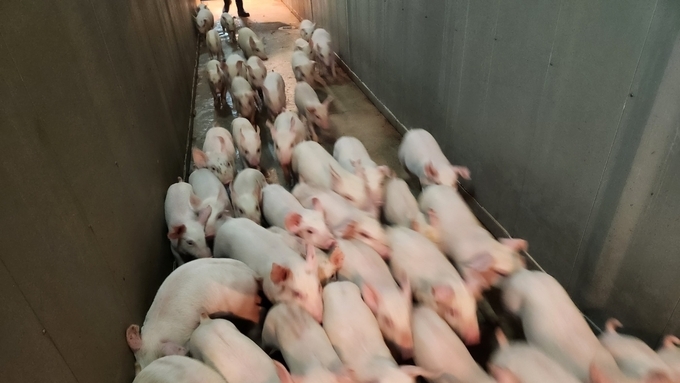 전국 돼지 사육규모 역대 최저 속 '경남·제주’ 오히려 늘었다