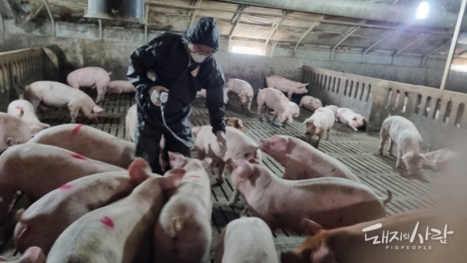 [칼럼] ASF 백신 상용화, 이제는 정부가 속도를 내야 할 때