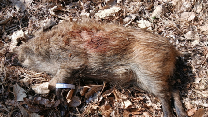[ASF] 감염멧돼지 2주 만에 원주서 추가...안성 발생농장과 70km 거리