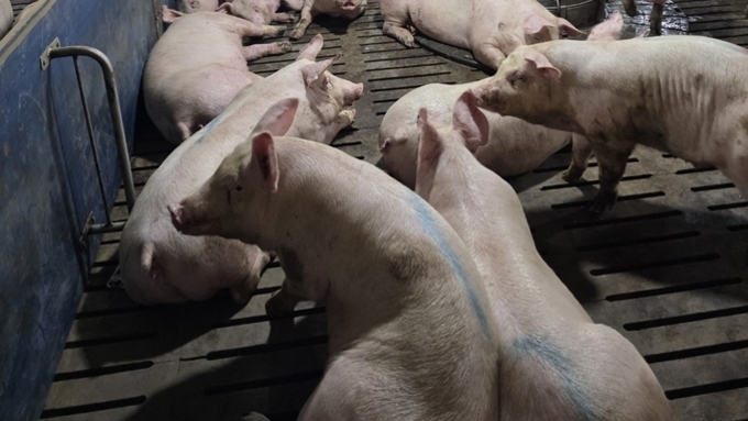 [돈돼는 강의] 진짜 이득 남기는 후보돈 교배 전략