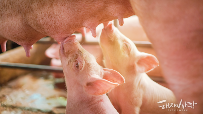모돈 면역이 먼저다(3): 써코 모체이행항체 간섭 현상의 진실