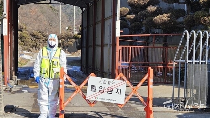 [속보] 영광 ASF 바이러스 유전형도 '해외 유입형'