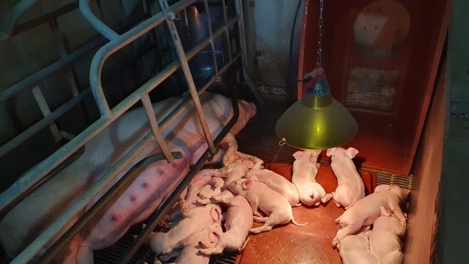 [초록] 자궁수축제 오용 및 분만 관리 부실로 인한 사산율 급증 사례