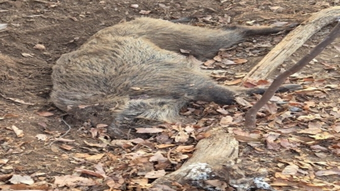 [ASF] 감염멧돼지, 가평서 3년 6개월 만에 나왔다