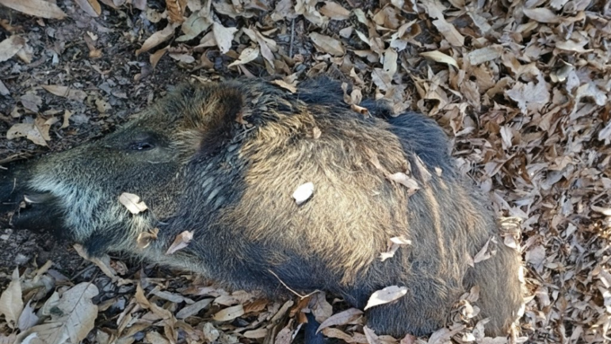 [ASF] 충북 충주서 감염멧돼지 또 추가