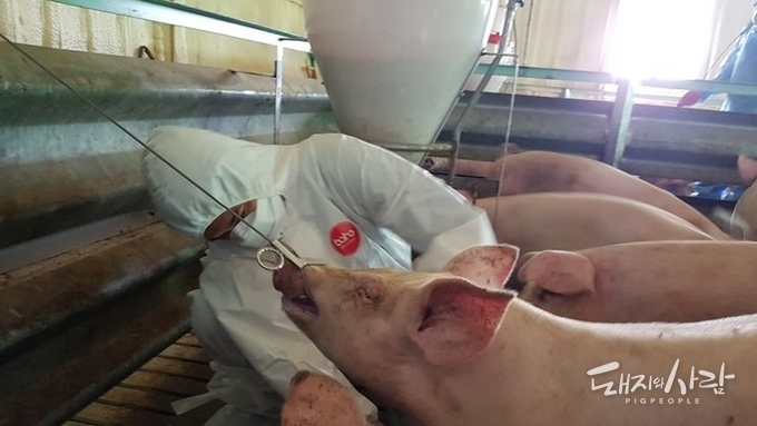 충북도, ASF 비발생에 사활...."발생시군 돼지·분뇨 반입 전면 금지"