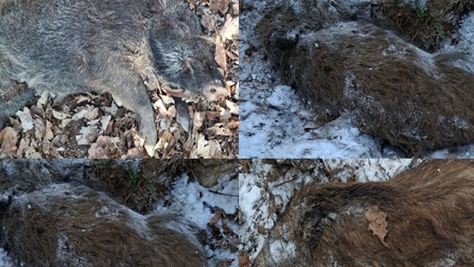 [ASF] 포천 창수면서 감염멧돼지 무더기 발견...발생농장과 13km 거리