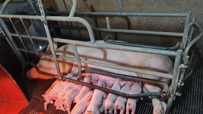 [초록] ASF 백신 후보주 ASFV-MEC-01의 평가: 안전성, 방어 효능, 전파 양상 및 병원성 회귀 가능성 검증