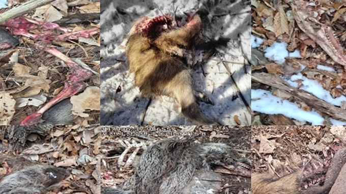 [ASF] 포천서 감염멧돼지 폐사체 한 달 이상 방치되었다