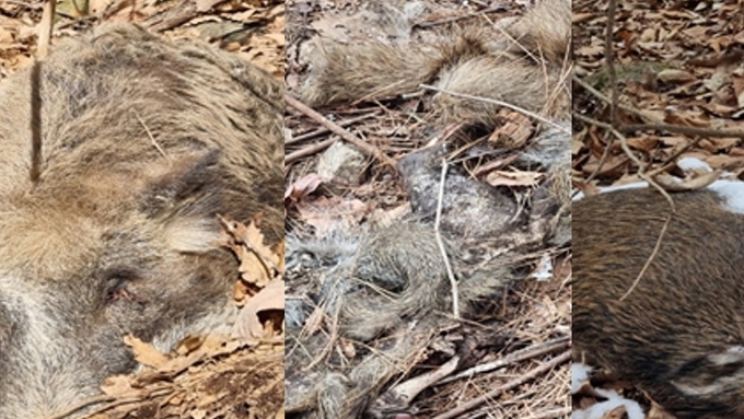 [ASF] 화성 농장 확진 날, 춘천·화천서 감염멧돼지 3마리 추가