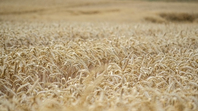 1월 사료용 곡물가 하향 안정세, 쌀·잡곡은 강세