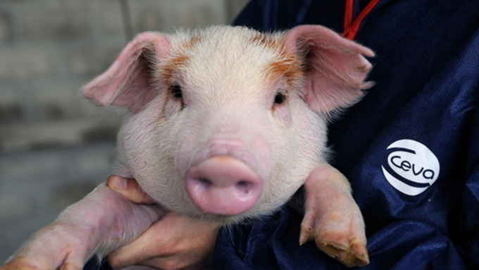 [채용] 세바코리아, 경남지역 양돈 영업담당자 모십니다!